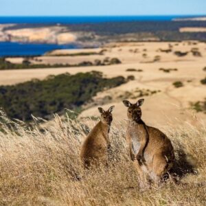 Ausflug Kangaroo Island